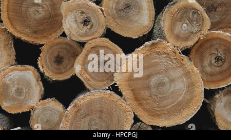 Cut ash tree logs fraxinus hi-res stock photography and images - Alamy