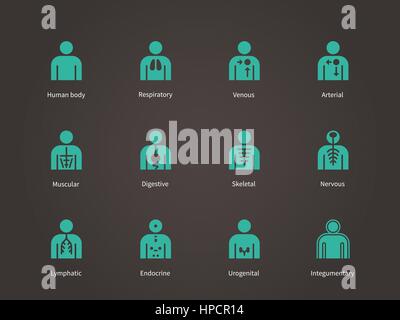 Anatomy Human Systems icons set. Stock Vector