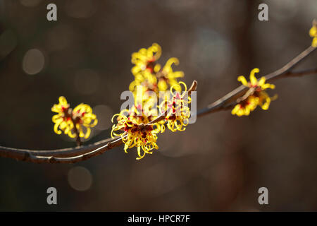 Witch Hazel, aka, Winterbloom, Hamamelis, flowers, blooming in winter. Photographed with shallow depth of field. Stock Photo