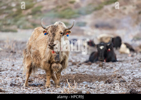 Domestic yak in the Himalaya mountains, Nepal Stock Photo