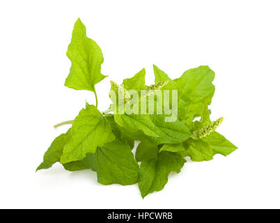 Wild spinach (mountain spinach) isolated on white Stock Photo