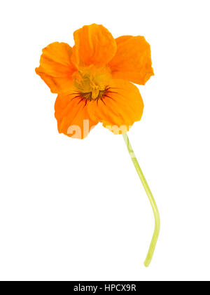 nasturtium  flower isolated on white background. Stock Photo