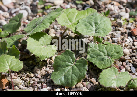 Huflattich, Blätter erscheinen nach der Blüte, Tussilago farfara, Coltsfoot, Pas d´âne, Tussilage Stock Photo