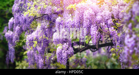 Dreamy garden shot of wisteria flowers blossoming in a beautiful purple color in spring