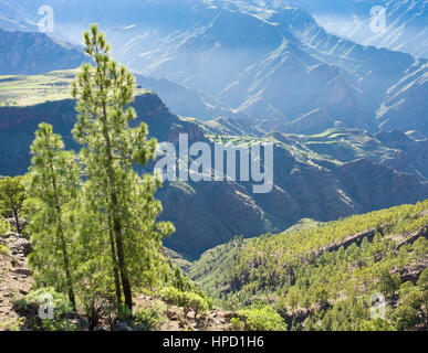 View over Tejeda crater from mountain footpath in pine forest on Gran Canaria, Canary Islands, Spain