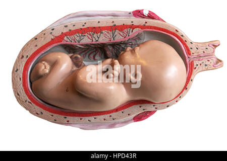 the position of the fetus in the uterus Stock Vector Art ...