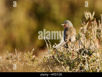 Dartford Warbler on top of a heather bush Stock Photo