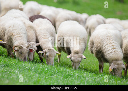 Sheep herd staying on green meadow and eating grass Stock Photo