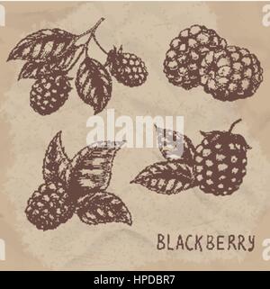 Illustration set of drawing blackberry raspberry. Hand draw illustration set for design. Vector engraving drawing antique illustration of blackberry with leafs. Stock Vector