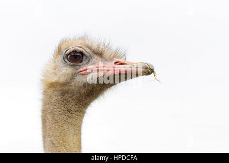Portrait of ostrich (Struthio camelus) in captivity, Spain. Stock Photo