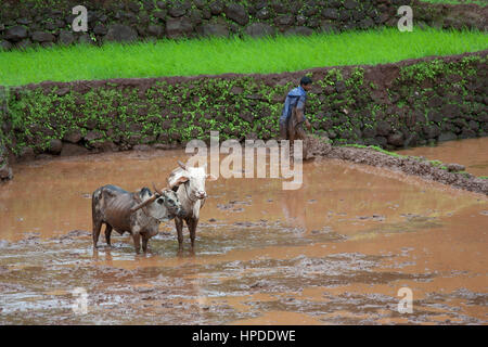 Man in blue raincoat busy in land preparation for transplanting of rice seedlings Stock Photo