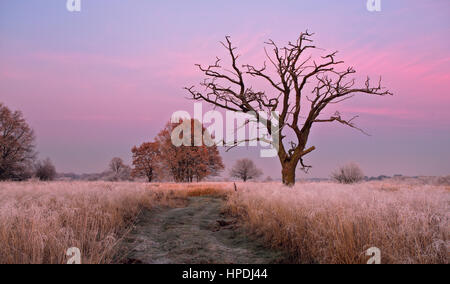 One dry oak tree without leafs in pink sunset background Stock Photo