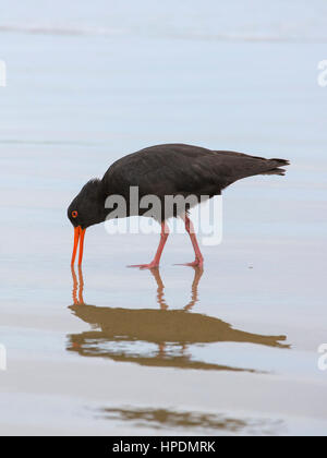 Pounawea, Catlins Conservation Area, Otago, New Zealand. Variable oystercatcher (Haematopus unicolor) probing for food at low tide, Surat Bay. Stock Photo