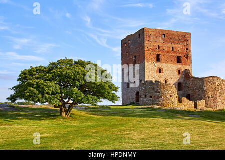 The tower of the ancient danish castle ruin on Bornholm, situated next to an old beautiful oak tree Stock Photo