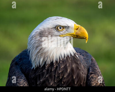 Close up of American Bald Eagle head Stock Photo