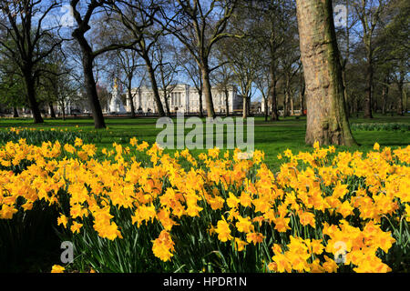 Spring Daffodils, frontage of Buckingham Palace, St James, London, England, UK Stock Photo