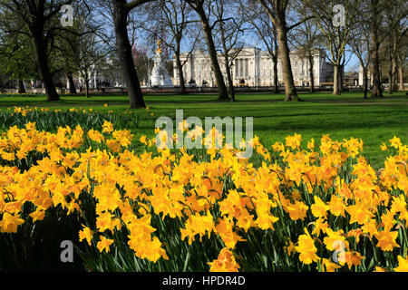 Spring Daffodils, frontage of Buckingham Palace, St James, London, England, UK Stock Photo