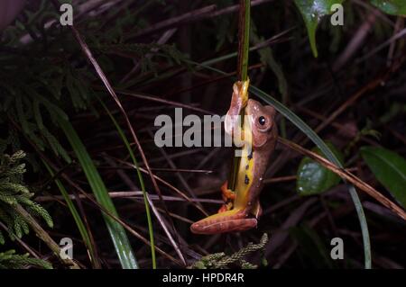 A Twin-spotted Flying Frog (Rhacophorus bipunctatus) in the rainforest at night in Genting Highlands, Pahang, Malaysia Stock Photo