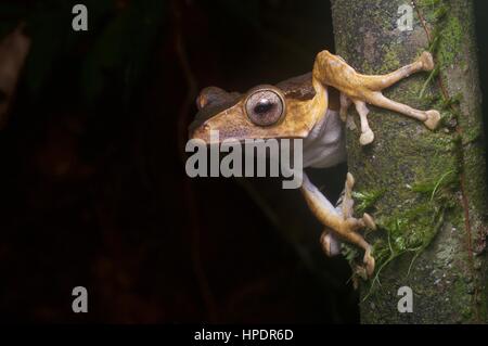 A File-eared Tree Frog (Polypedates otilophus) in the rainforest at night at Kubah National Park, Sarawak, East Malaysia, Borneo Stock Photo