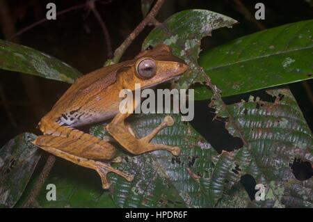 A File-eared Tree Frog (Polypedates otilophus) in the rainforest at night at Kubah National Park, Sarawak, East Malaysia, Borneo Stock Photo