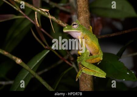 A Wallace's Flying Frog (Rhacophorus nigropalmatus) in the Malaysian rainforest at night