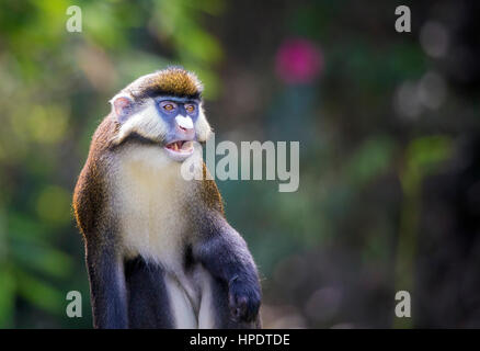 A single lesser spot-nosed monkey (Cercopithecus petaurista) sitting. Also called lesser white-nosed guenon. Stock Photo