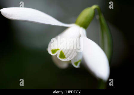 Galanthus nivalis, common snowdrop. Stock Photo