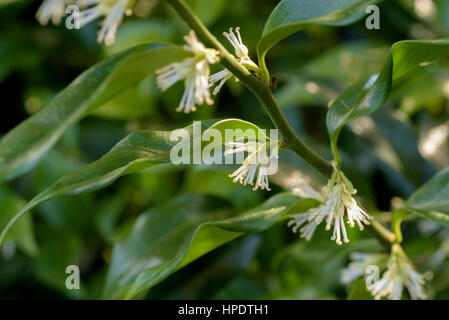 Sarcococca confusa, Christmas Box Stock Photo