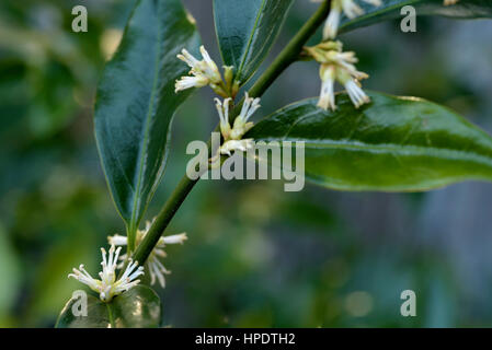 Sarcococca confusa, Christmas Box Stock Photo