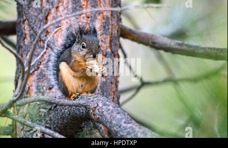 A wild Douglas squirrel (Tamiasciurus douglasii) sits on a tree branch while eating a nut. Stock Photo