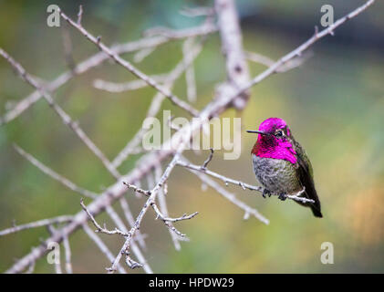 A single male Anna's hummingbird (Calypte anna) perched on a thin tree branch. Stock Photo