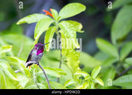 A single male Anna's hummingbird (Calypte anna) perched among bright green plant leaves. Stock Photo