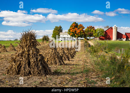 An Amish farm with corn shocks in the field near Kidron, Ohio, USA. Stock Photo