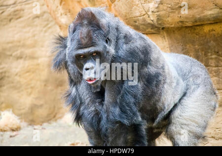 An adult male silverback western lowland gorilla. Stock Photo
