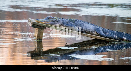 A large duckweed-covered American alligator (Alligator mississippiensis) sunning itself on a wooden platform in a lake. Stock Photo