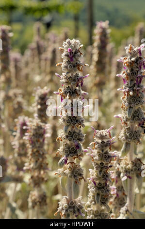 Lamb's-ear, Stachys byzantina Stock Photo