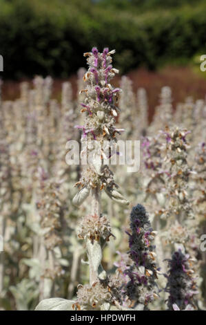 Lamb's-ear, Stachys byzantina Stock Photo