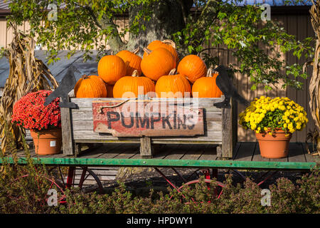 A fall display of pumpkins for sale at the Lehman's Country store in Dalton, Ohio, USA. Stock Photo