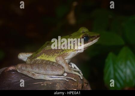 A Poisonous Rock Frog (Odorrana hosii) in the rainforest at Ulu Yam, Selangor, Malaysia Stock Photo