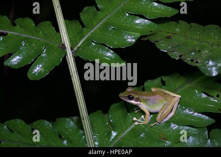 A White-lipped Frog (Chalcorana labialis) on a plant at night in the rainforest in Batang Kali, Selangor, Malaysia