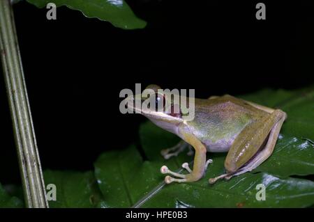 A White-lipped Frog (Chalcorana labialis) on a plant at night in the rainforest in Batang Kali, Selangor, Malaysia