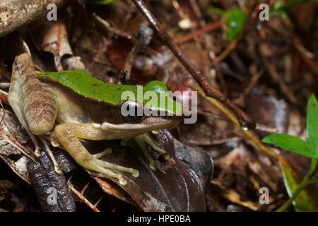 A Poisonous Rock Frog (Odorrana hosii) in leaf litter in the rainforest at Fraser's Hill, Pahang, Malaysia Stock Photo