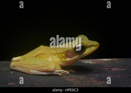 A Copper-cheeked Frog (Chalcorana raniceps) on a wooden railing in Kubah National Park, Sarawak, East Malaysia, Borneo