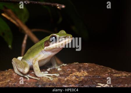 A White-lipped Frog (Chalcorana labialis) on a boulder in the rainforest in Santubong National Park, Sarawak, East Malaysia, Borneo