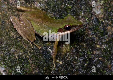 A White-lipped Frog (Chalcorana labialis) on a leaf at night in the rainforest in Ulu Semenyih, Selangor, Malaysia