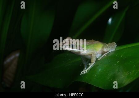 A White-lipped Frog (Chalcorana labialis) on a leaf at night in the rainforest in Ulu Yam, Selangor, Malaysia