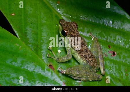 A Black-footed Rock Frog (Staurois guttatus) on a leaf at night in the rainforest at Kubah National Park, Sarawak, East Malaysia, Borneo Stock Photo