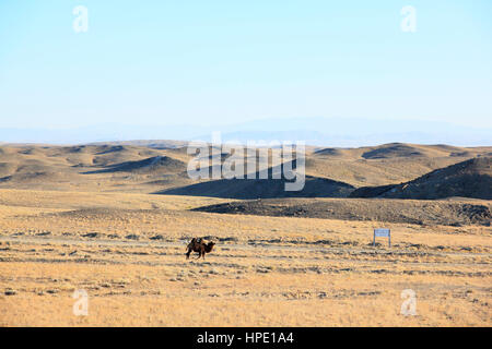 Camels seen on the way to Koktokay National Park Stock Photo