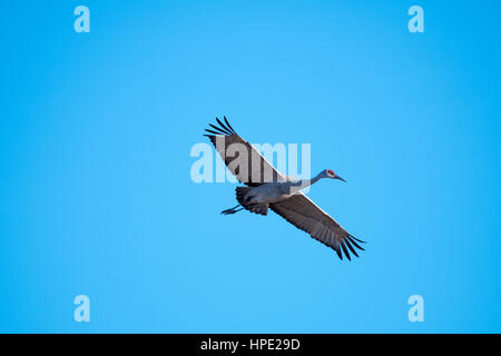 Sandhill Crane Bernardo Waterfowl Area – Bosque, New Mexico USA Stock ...