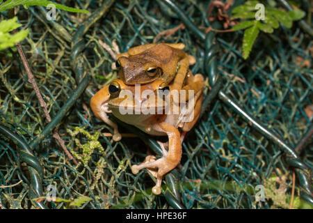 Spot-legged Tree Frog mating Stock Photo